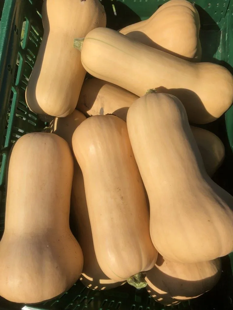 Vitale Rassen Butternut Liscia pompoenzaden fles