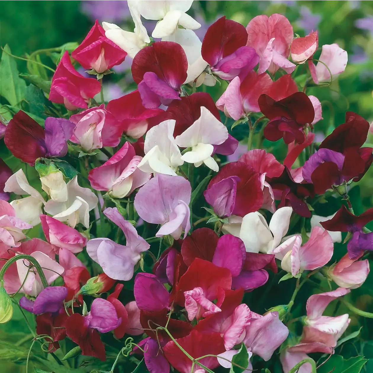 World Botanics Sweet Pea Old Fashioned bloemzaden gemengd