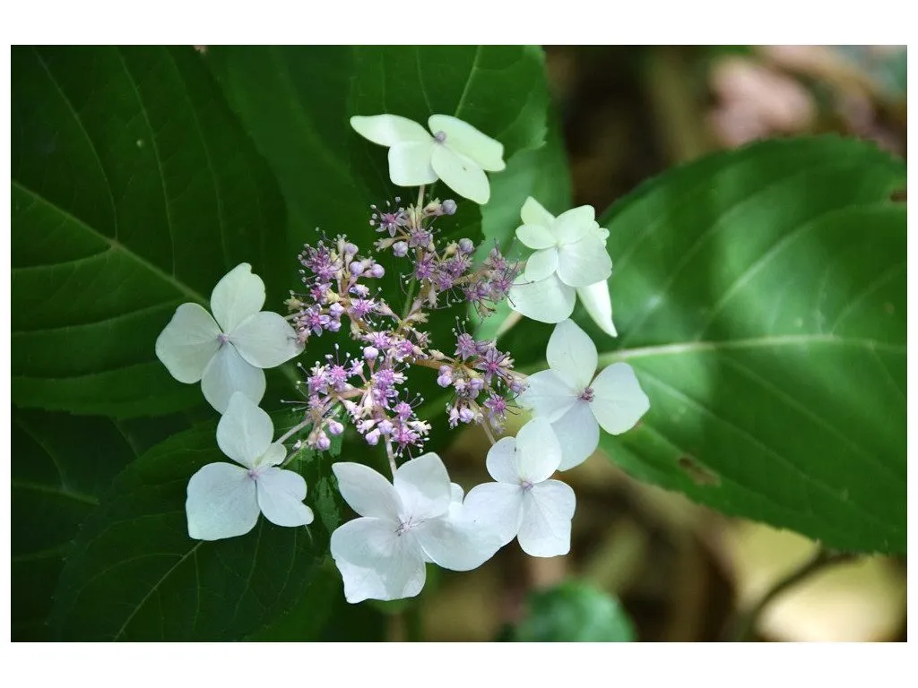De Tuinen van MergenMetz Theehortensia Odoriko Amacha plant zoet