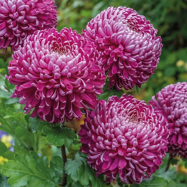 World Botanics Woolmans Chrysanthemum Regal Mist Purple jonge planten 5 stuks paars