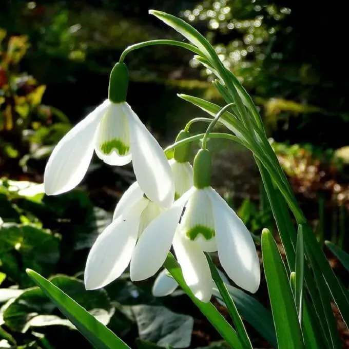 MediGran Galanthus nivalis Sneeuwklokje zaden onbespoten