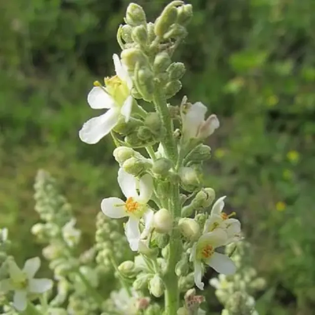 MediGran Verbascum lychnitis Melige toorts zaden inheems