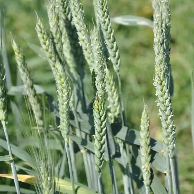 MediGran Tarwe Triticum Aestivum Zaden Onbespoten