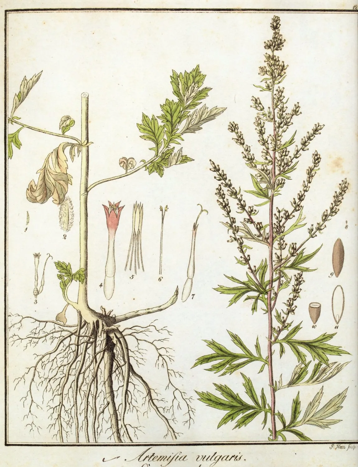 De Tuinen van MergenMetz Naturalis Historia boek planten