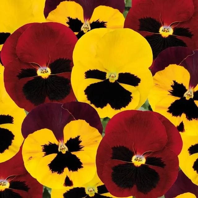 World Botanics Matrix Autumn Blaze viool planten 15 stuks herfstbloei