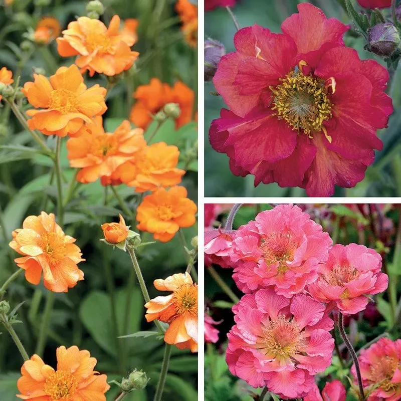 World Botanics Geum jonge planten 9 stuks mix
