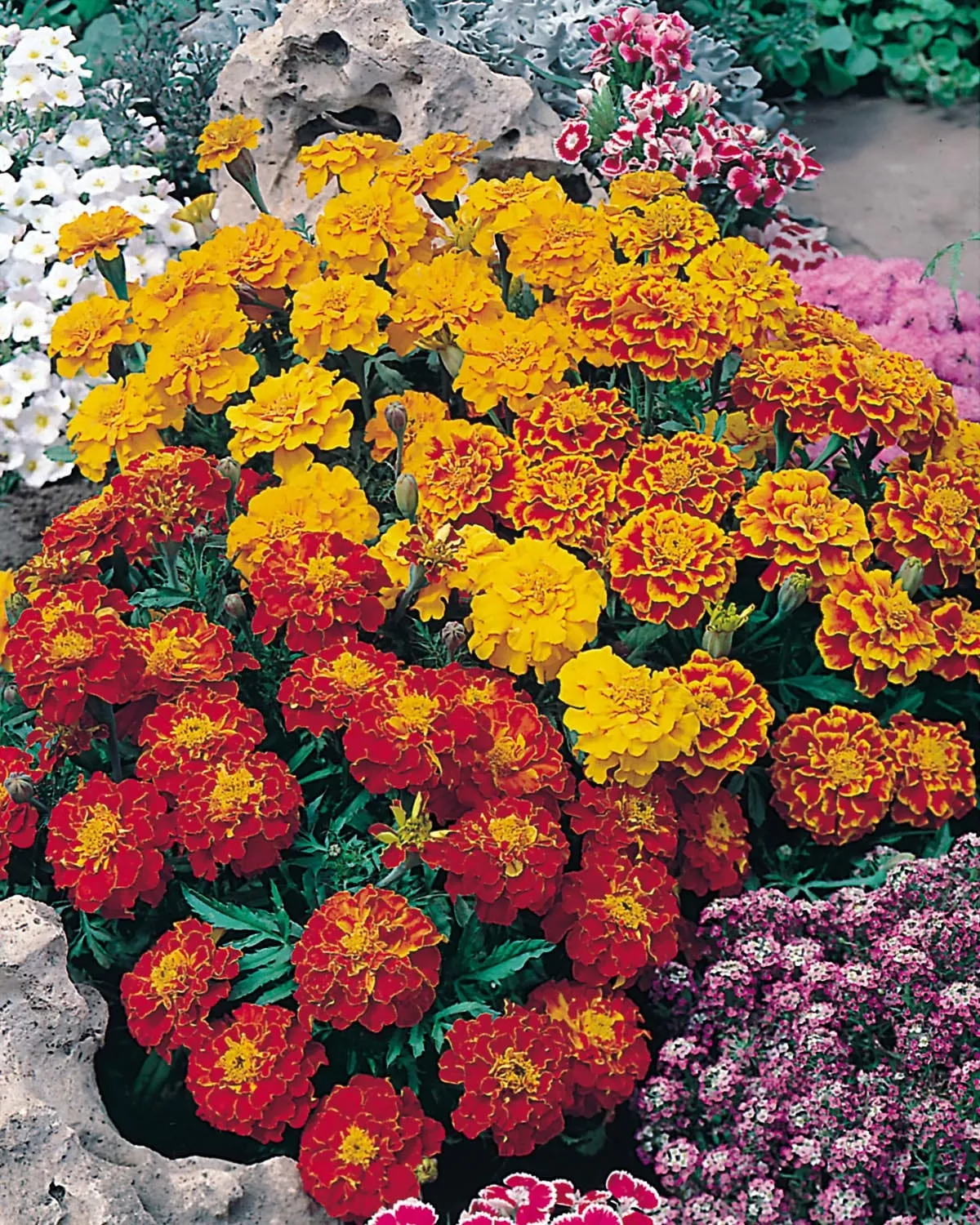 World Botanics Bonita Mixed afrikaantjes zaden oranje geel