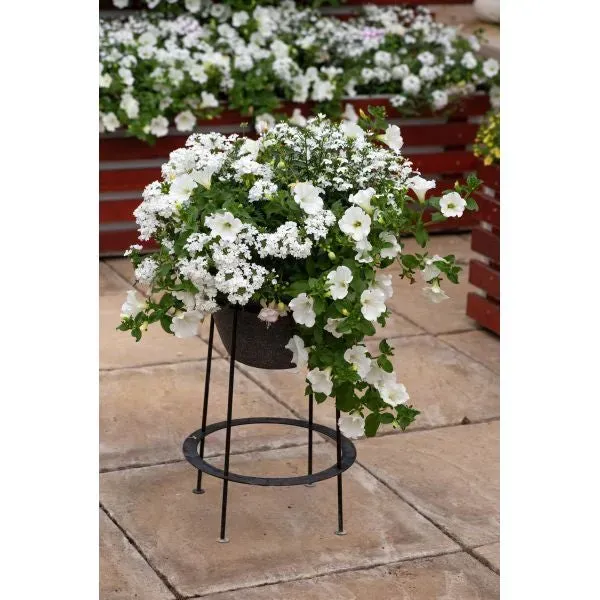 World Botanics Speedplanter Effortless Chic bloemmix 7 planten blauw