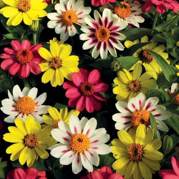 World Botanics Zahara Raspberry Lemonade zinnia planten 15 stuks