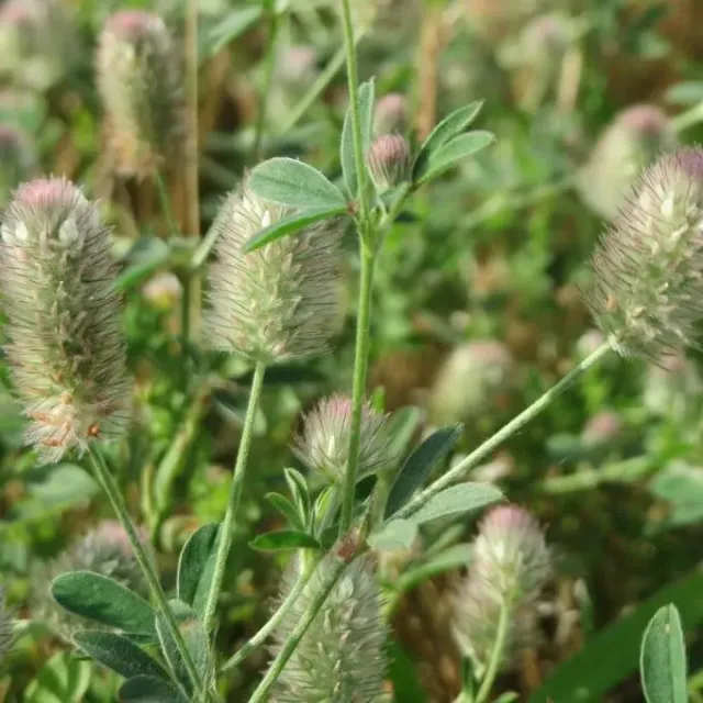 MediGran Trifolium arvense Hazenpootje zaden onbespoten