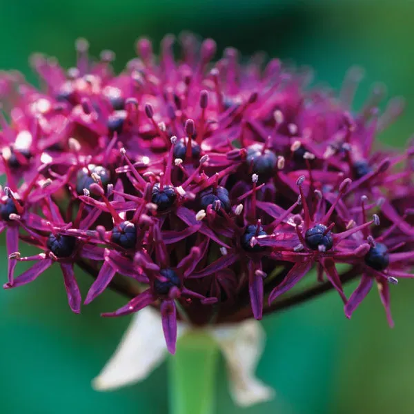 World Botanics Allium atropurpureum bloembollen 10 stuks paars