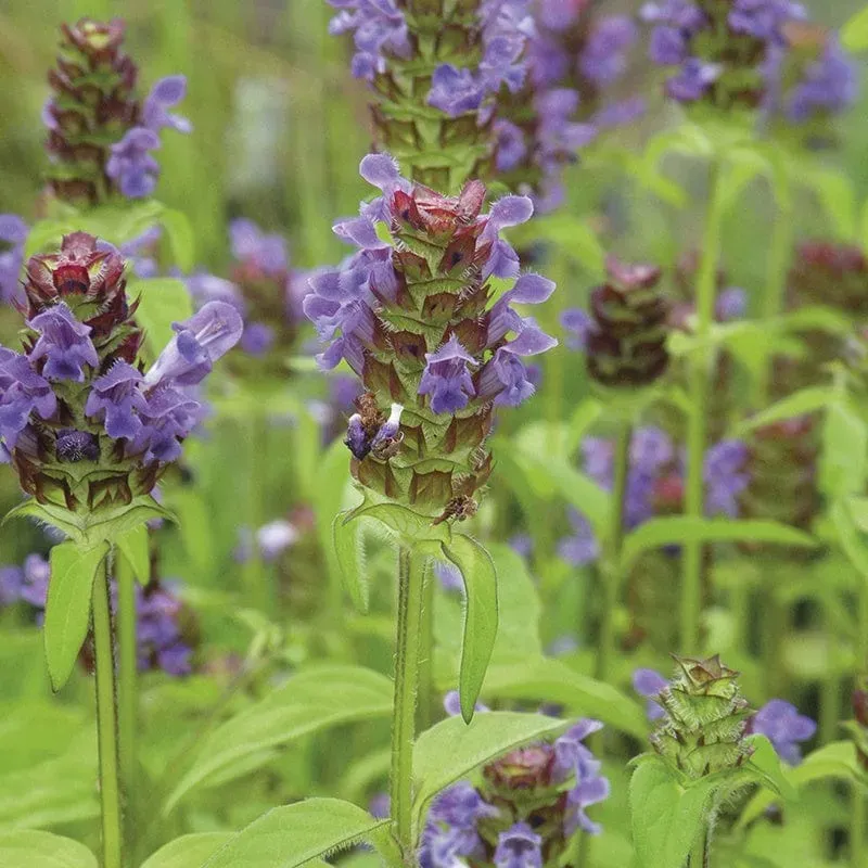 World Botanics Self Heal brunel jonge planten 5 stuks bijen