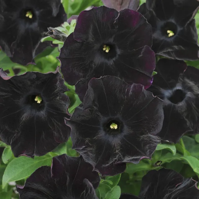 World Botanics Black Velvet petunia 5 jonge planten