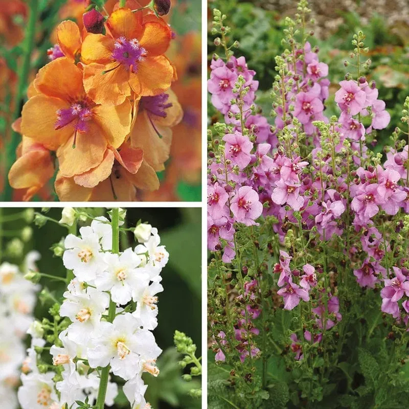 World Botanics Verbascum toorts planten collectie 15 planten