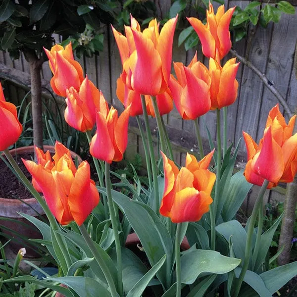 World Botanics Tulp Ballerina tulpenbollen 15 bollen