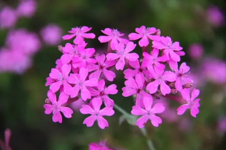 Vitale Rassen Lijmkruid zaden bloemen