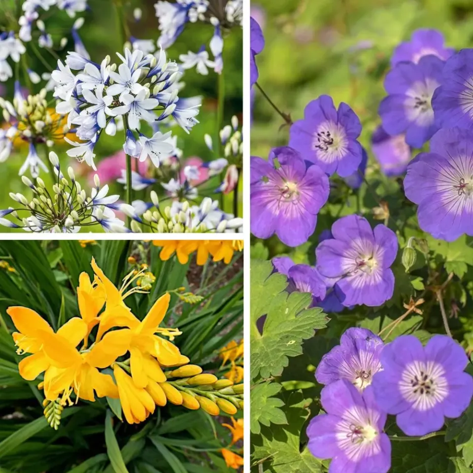 World Botanics Summer Colour Collection vaste planten 3 potten 9 cm