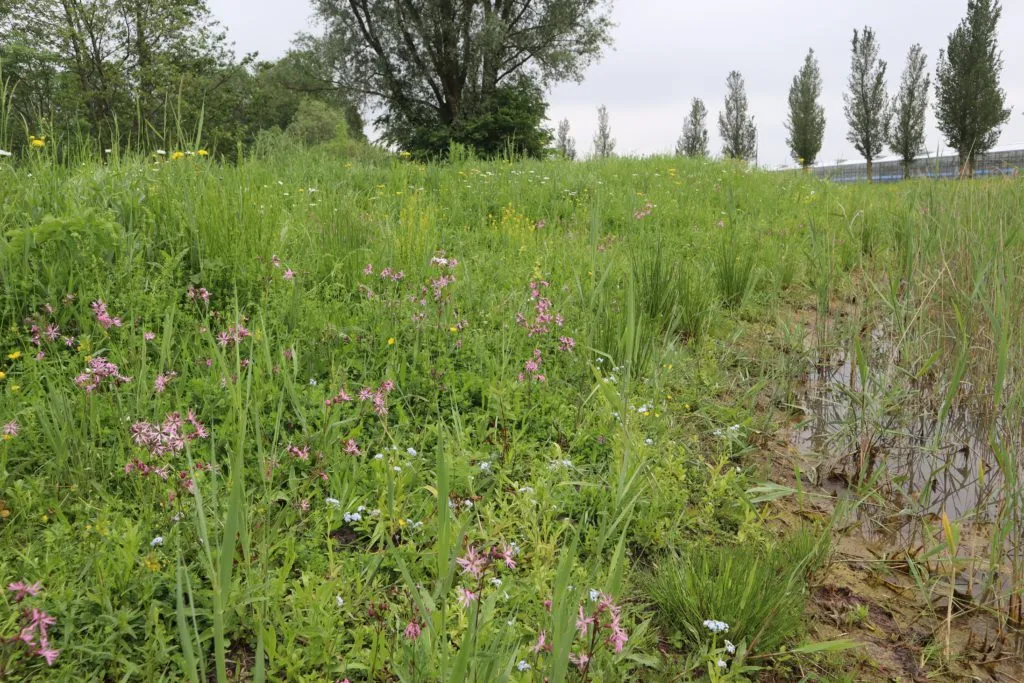 MediGran Oeverflora OE-27 bloemenmengsel natte oever