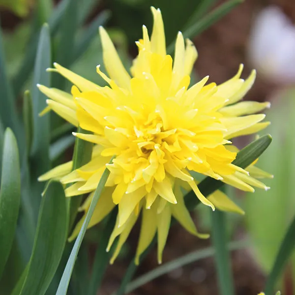 World Botanics Rip Van Winkle narcis bloembollen 15 stuks