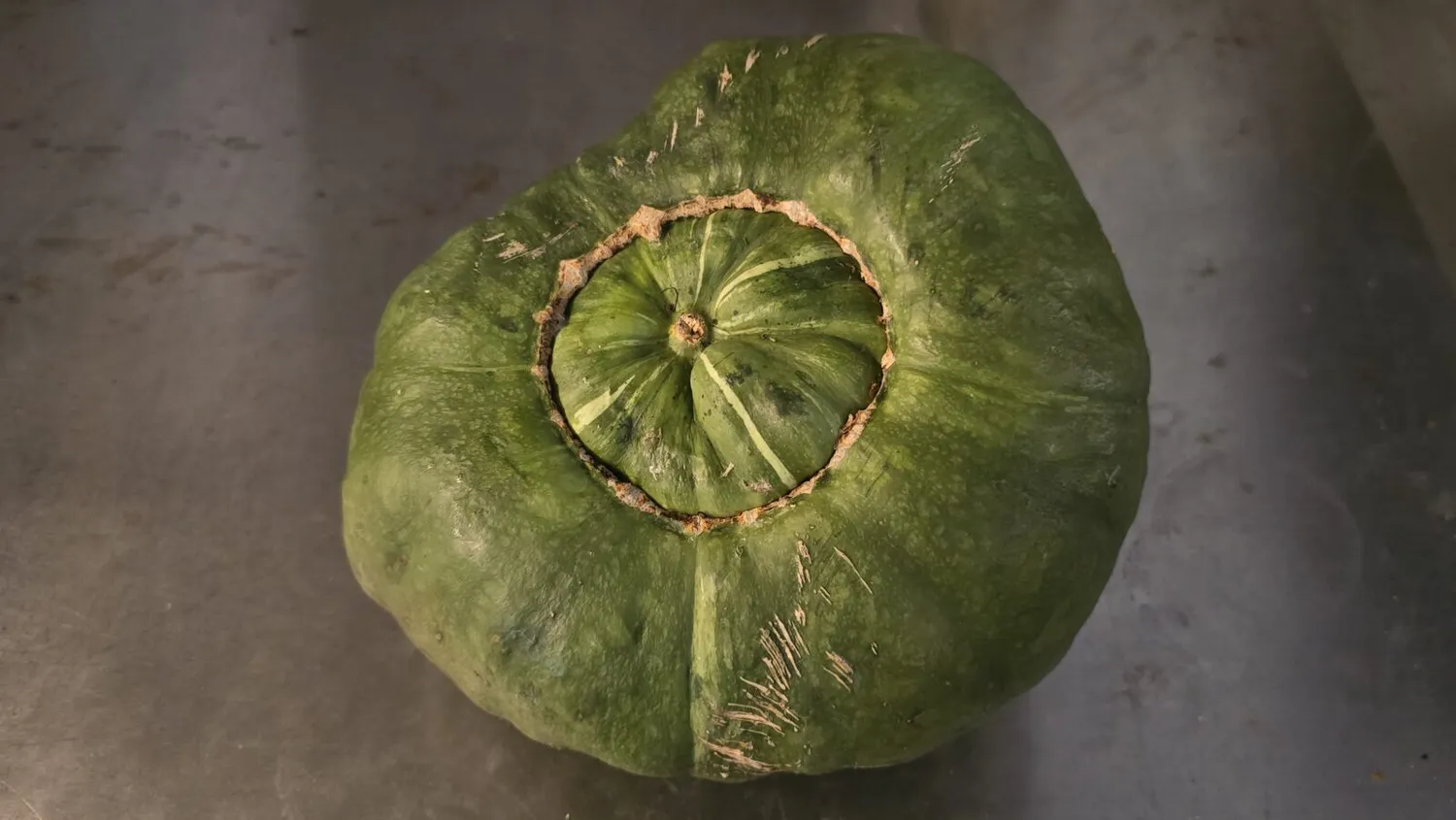 De Tuinen van MergenMetz Marina di Chioggia pompoenzaden 10 stuks