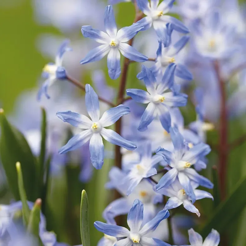 World Botanics Chionodoxa luciliae bloembollen 40 stuks blauw