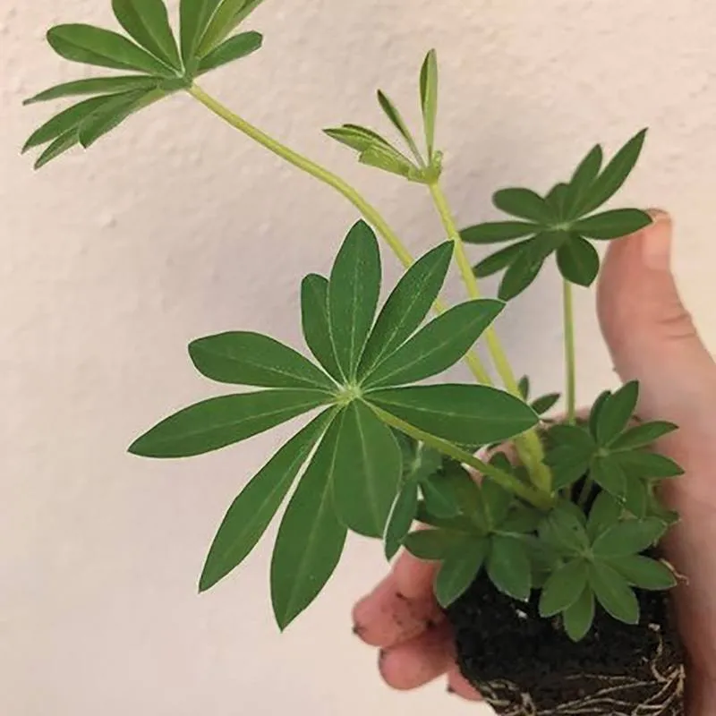 World Botanics Gallery Mixed lupine planten 15 stuks bijvriendelijk