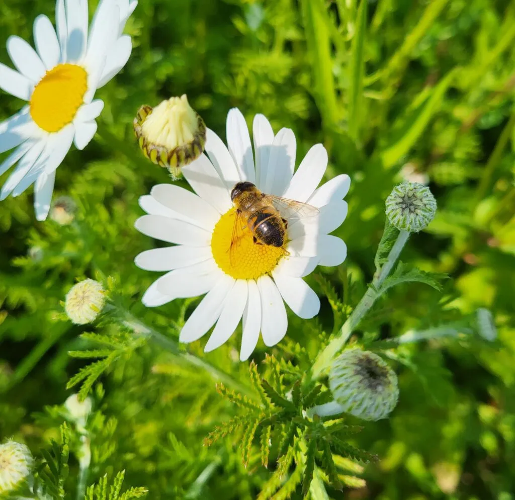 MediGran Leucanthemum vulgare Gewone margriet zaden biologisch
