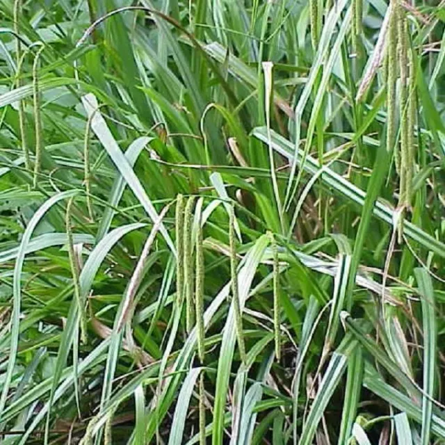 MediGran Carex pendula hangende zegge zaden onbespoten
