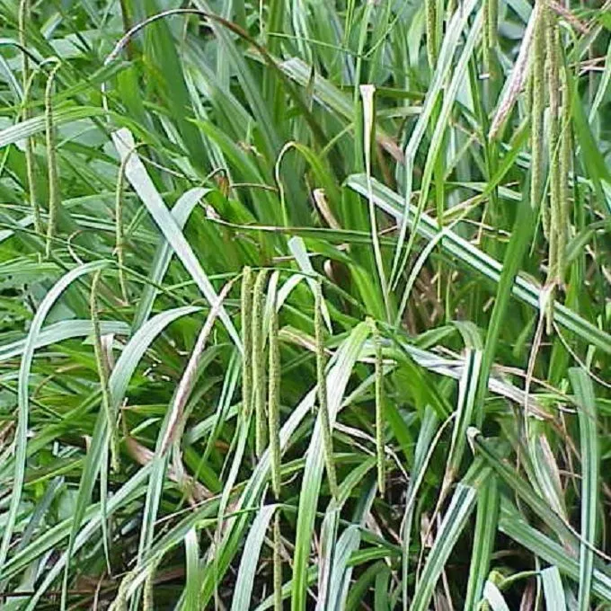 MediGran Carex pendula hangende zegge zaden onbespoten