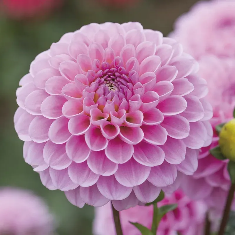 World Botanics Dahlia Wizard of Oz knol 1 stuk roze