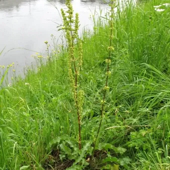 MediGran Rumex crispus krulzuring zaden biologisch