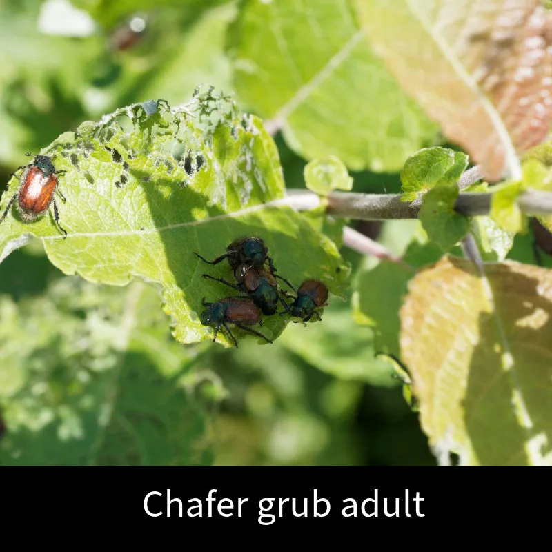 World Botanics Chafer Grub aaltjes 100 m2 gazon biologisch