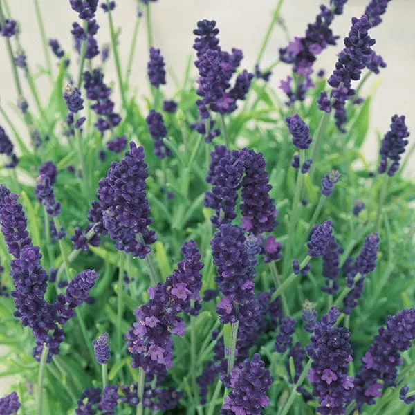 World Botanics Lavender Hidcote tuinplanten 15 stuks paars