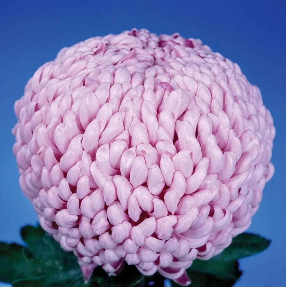 World Botanics Woolmans Fairweather chrysant jonge planten 5 stuks roze