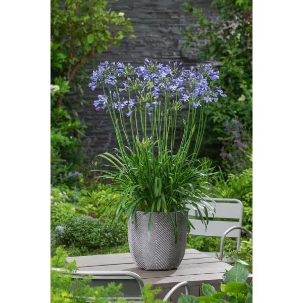 World Botanics Su Casa agapanthus plant 9cm lichtblauw