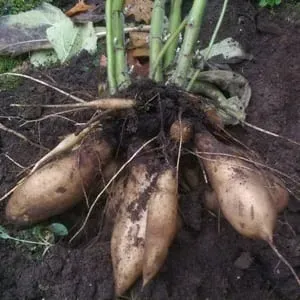 De Tuinen van MergenMetz Yacon appelwortel wortelknol zoet
