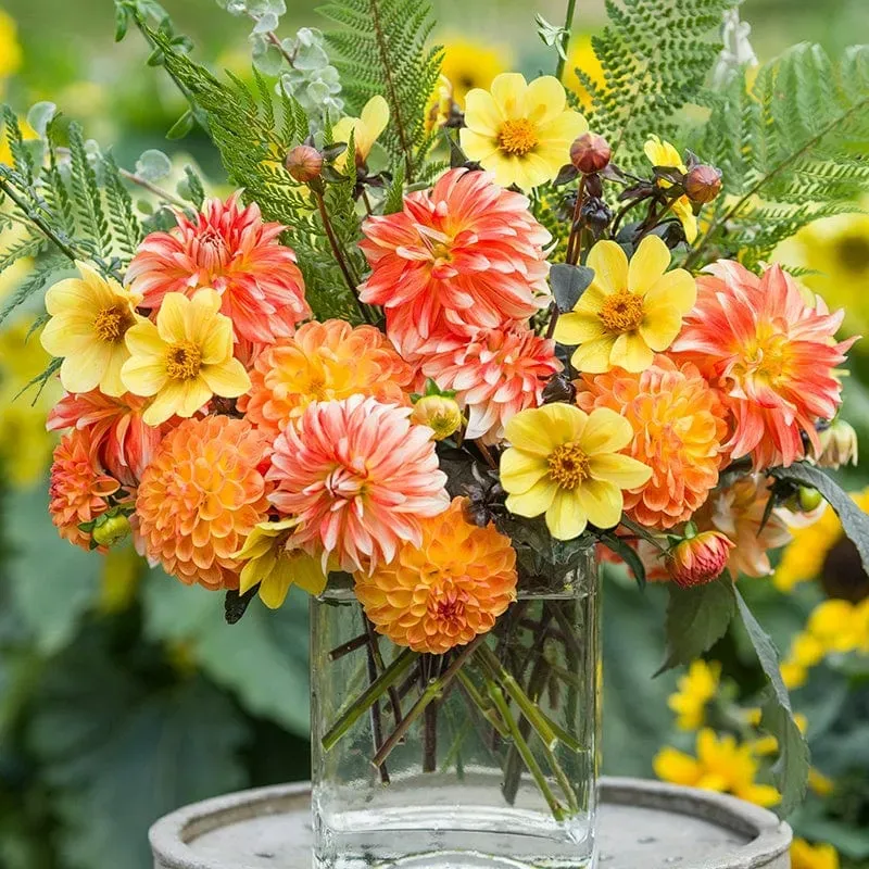 World Botanics Oranges and Lemons dahlia knollen 3 stuks oranje-geel