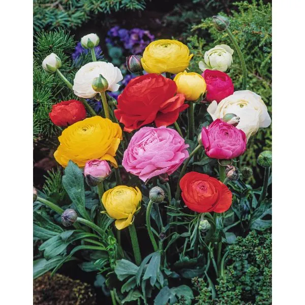 World Botanics Ranunculus Mixed bloembollen voorjaar