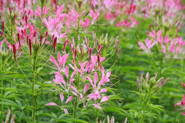 Vitale Rassen Kattensnor bloemzaden hoge border