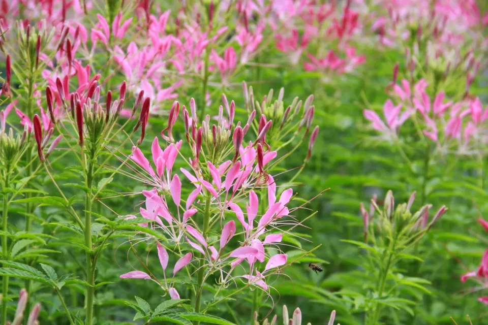 Vitale Rassen Kattensnor bloemzaden hoge border