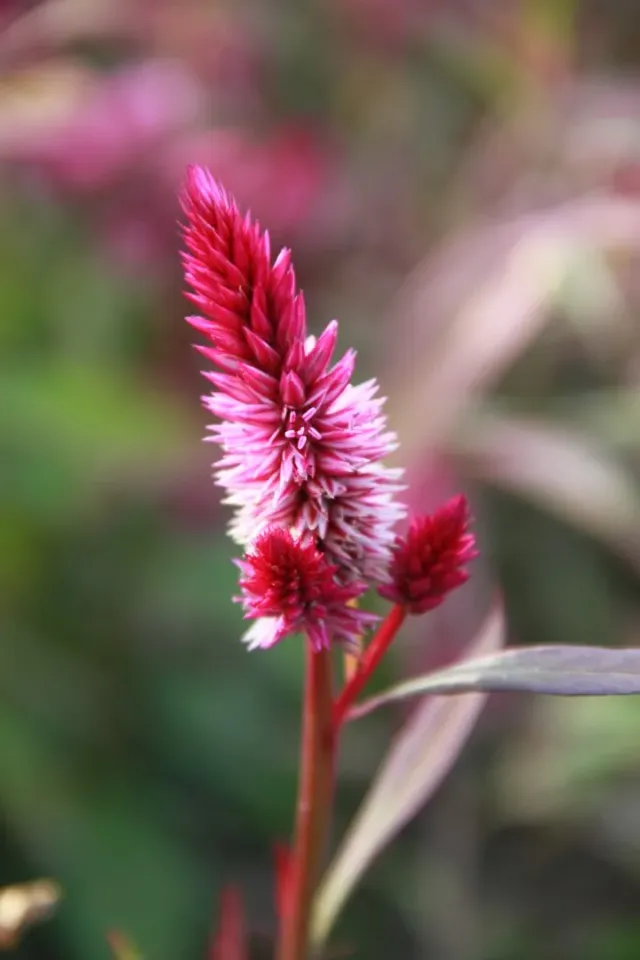 Vitale Rassen Celosia Ruby Parfait zaden onbespoten perkplant