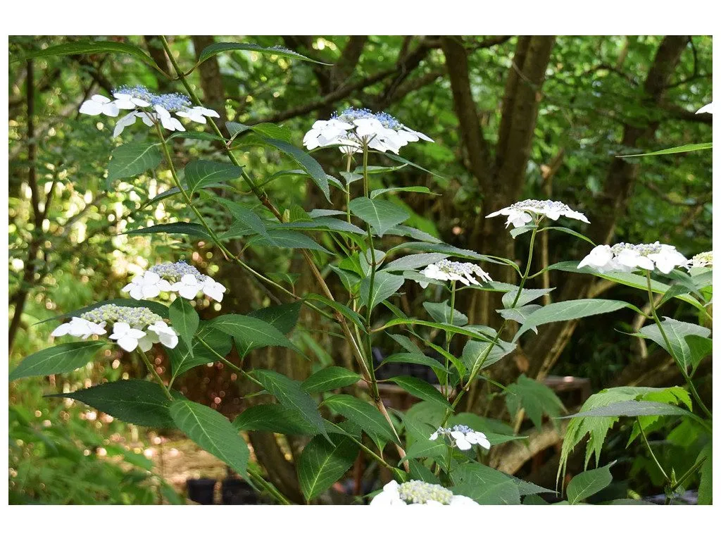 De Tuinen van MergenMetz Theehortensia Odoriko Amacha plant zoet