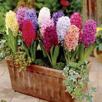 World Botanics Bulb Lasagna bloembollen 95 stuks gemengd