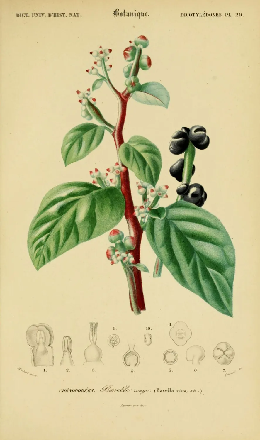 De Tuinen van MergenMetz Malabar spinazie rood zaden 25 stuks