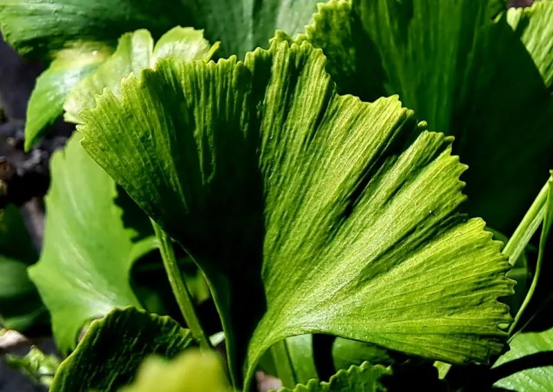 De Tuinen van MergenMetz Ginkgo Kabouter boom 5 liter compact