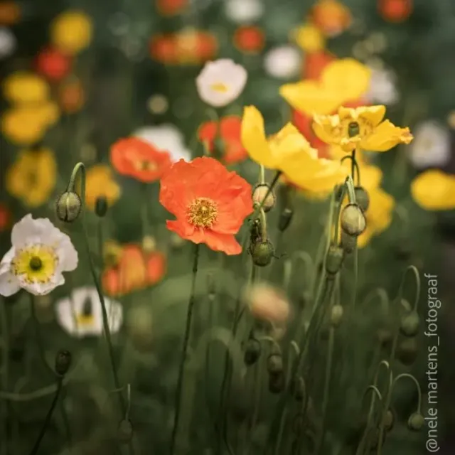 Vitale Rassen IJslandse papaver zaden onbespoten
