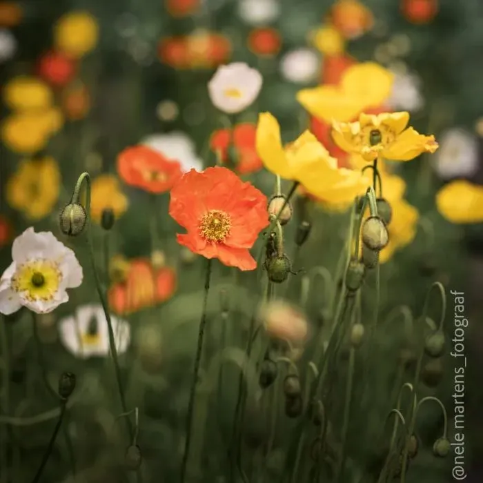 Vitale Rassen IJslandse papaver zaden onbespoten