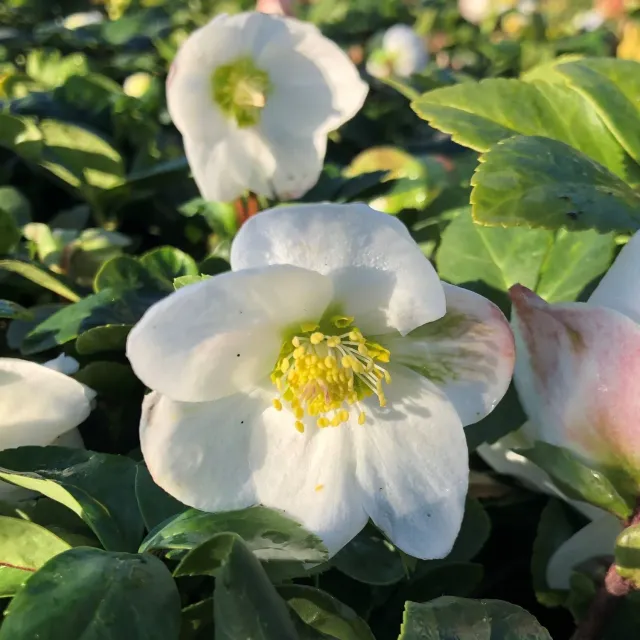 World Botanics Helleborus Niger Christmas Carol kerstroos 9cm wit