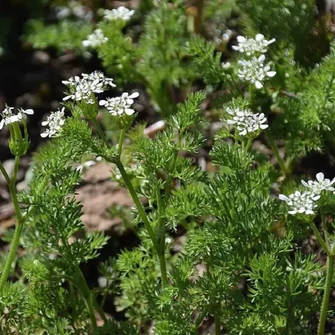 MediGran Scandix pecten-veneris Naaldenkervel zaden zeldzaam