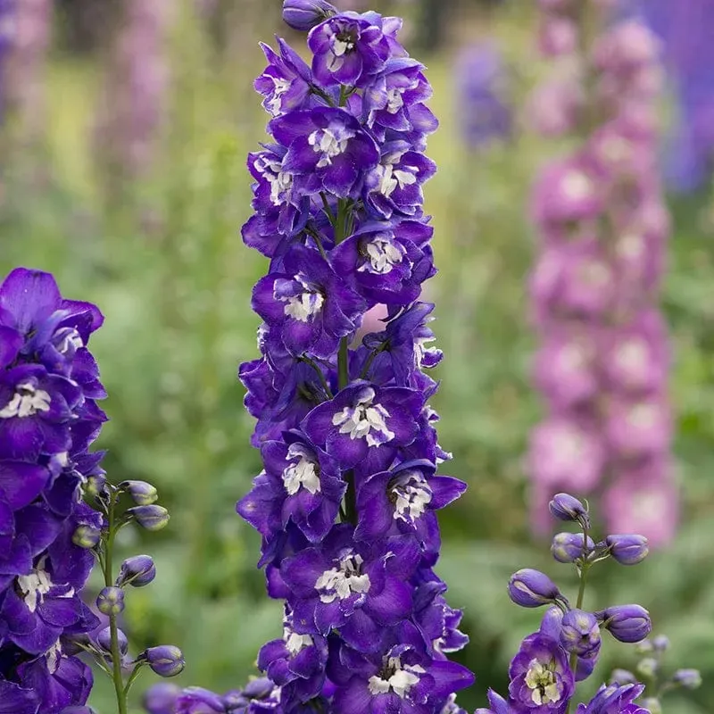 World Botanics Aurora Deep Purple ridderspoor 5 jonge planten